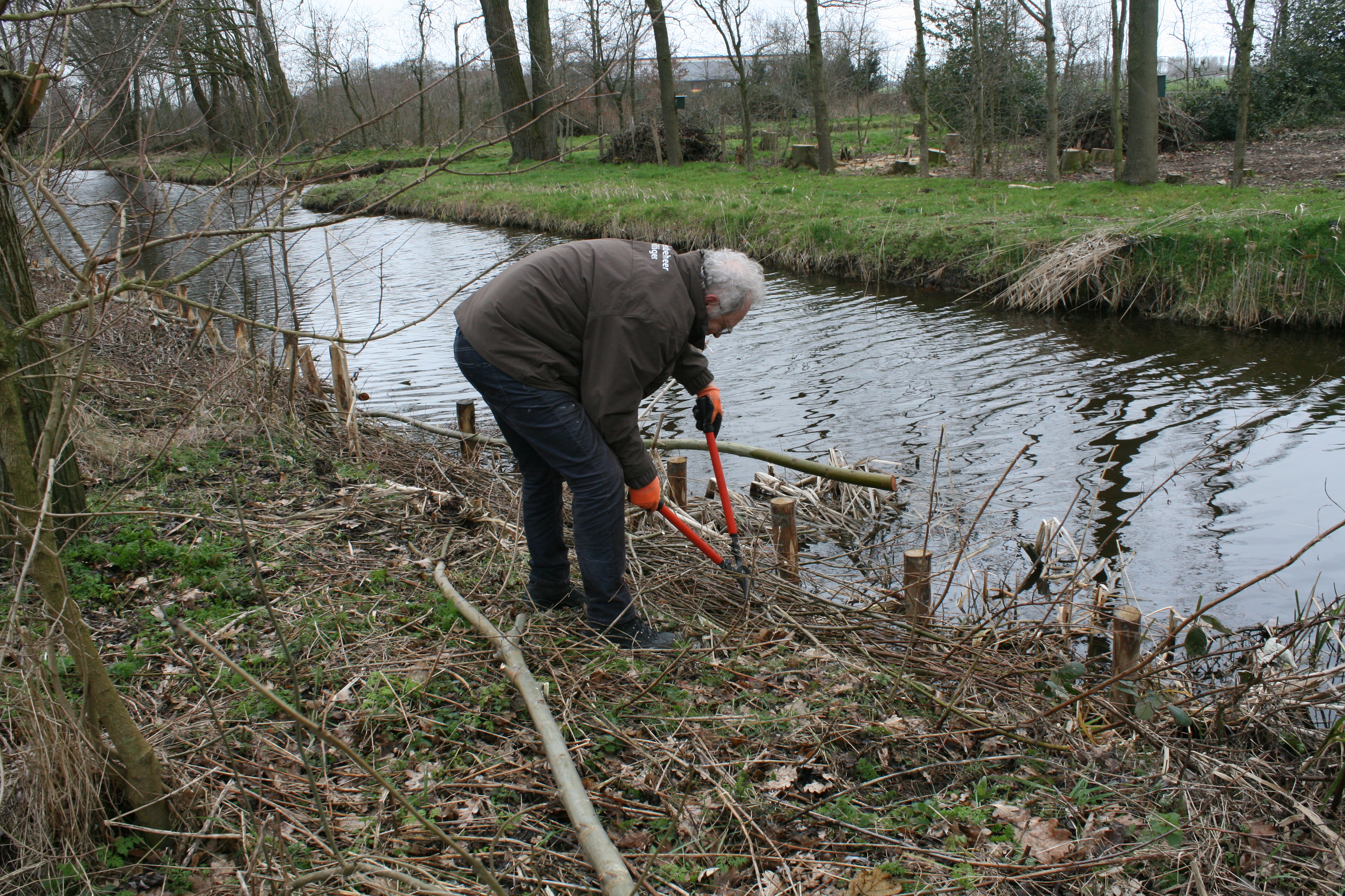 Knotploeg (Spookverlaat). Foto van Margot Klingers.